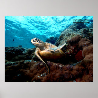 Flying Turtle Poster