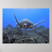 Flying Turtle Poster (Vorne)