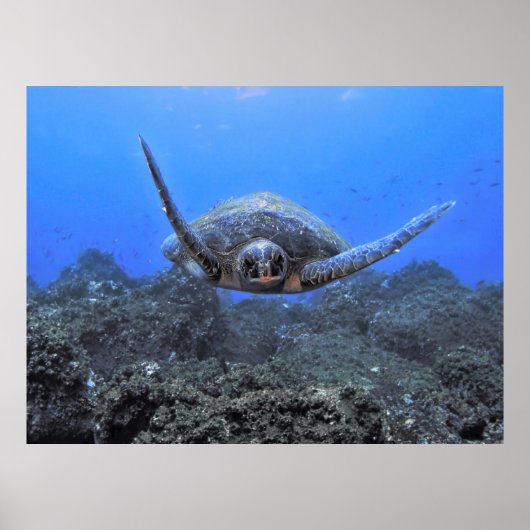 Flying Turtle Poster (Vorne)