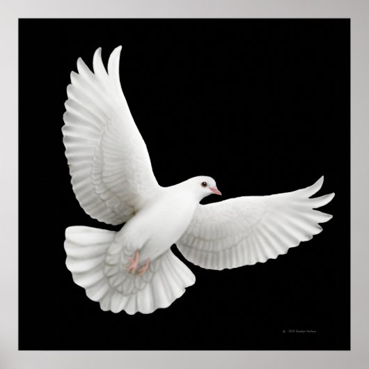 Flying White Dove Print Poster
