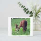 Foaching mit Mare Postkarte (Stehend Vorderseite)