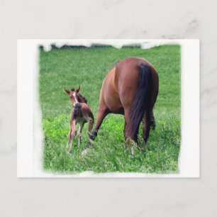 Foaching mit Mare Postkarte