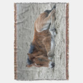 Foal 2014-0901 decke (Vorderseite Vertikal)