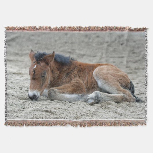 Foal 2014-0901 decke (Vorderseite)