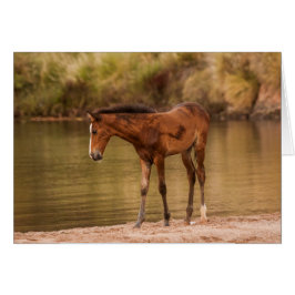 Foal am Fluss