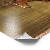 Foal am Fluss Fotodruck (Ecke)