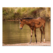 Foal am Fluss