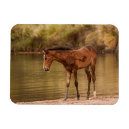 Foal am Fluss Magnet