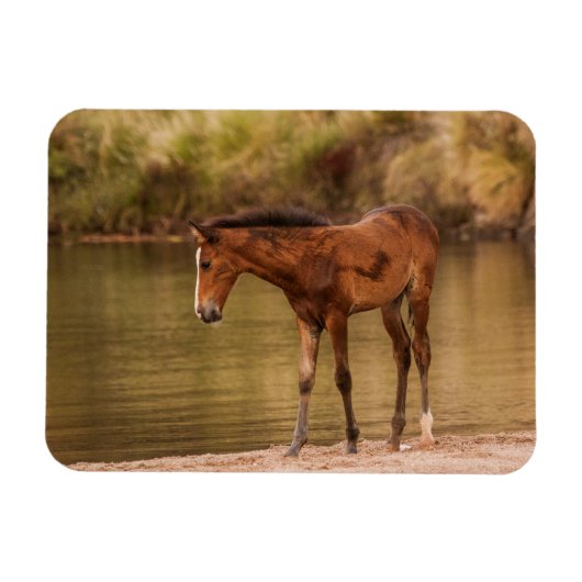 Foal am Fluss Magnet (Horizontal)