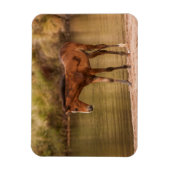 Foal am Fluss Magnet (Vertikal)