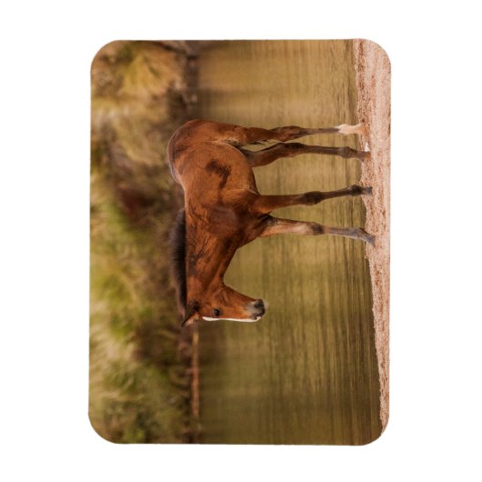 Foal am Fluss Magnet (Vertikal)