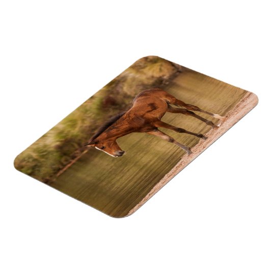 Foal am Fluss Magnet (Linke Seite)