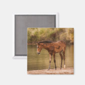 Foal am Fluss Magnet (Vorderseite/Rückseite)