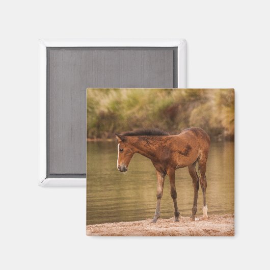 Foal am Fluss Magnet (Vorderseite/Rückseite)