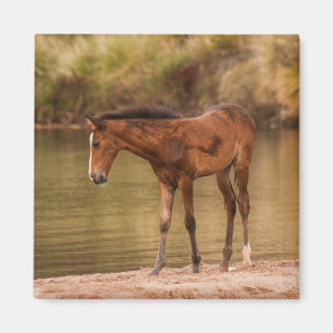 Foal am Fluss Magnet