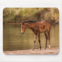 Foal am Fluss