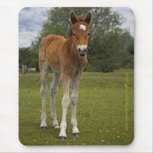 Foal Mousemat Mousepad