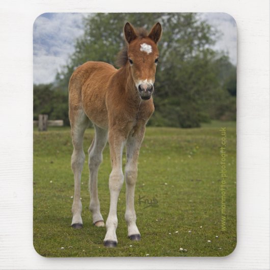 Foal Mousemat Mousepad (Vorne)