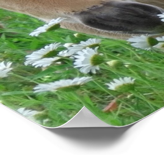 Foal Riechen Daisies Canvas Print Poster (Ecke)