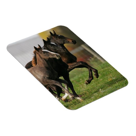 Foal Running Magnet (Rechte Seite)