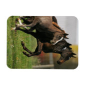 Foal Running Magnet (Horizontal)
