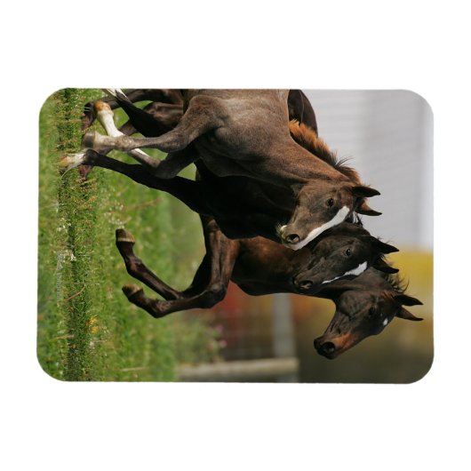 Foal Running Magnet (Horizontal)
