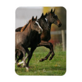 Foal Running Magnet (Vertikal)