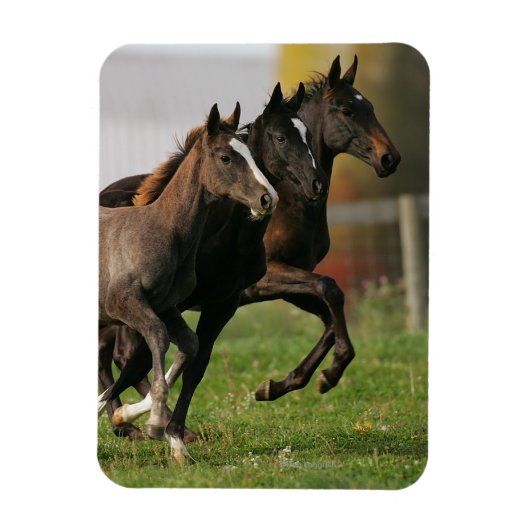 Foal Running Magnet (Vertikal)