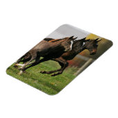Foal Running Magnet (Linke Seite)