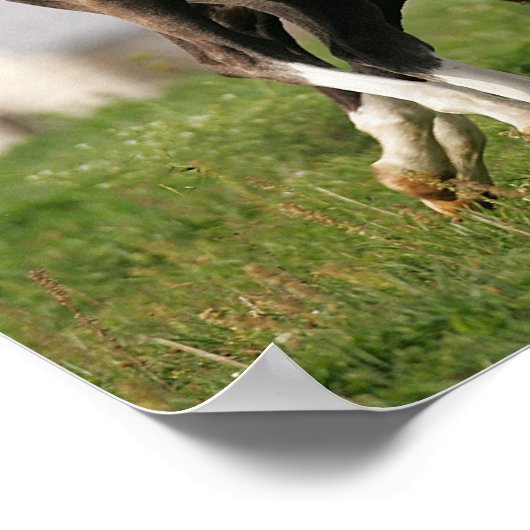 Foal Running Poster (Ecke)