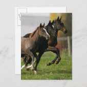 Foal Running Postkarte (Vorne/Hinten)