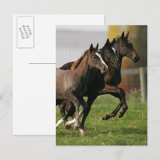 Foal Running Postkarte (Vorne/Hinten)
