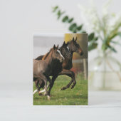Foal Running Postkarte (Stehend Vorderseite)