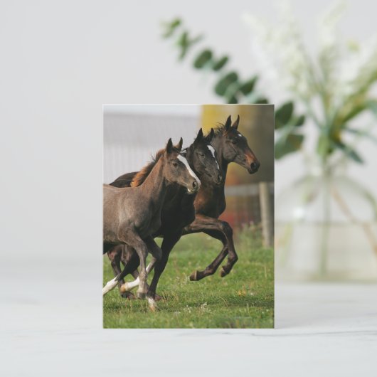 Foal Running Postkarte (Stehend Vorderseite)