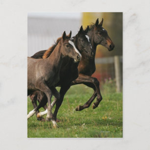 Foal Running Postkarte