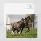Foal Running Postkarte (Vorne/Hinten)