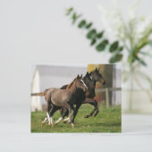 Foal Running Postkarte (Stehend Vorderseite)
