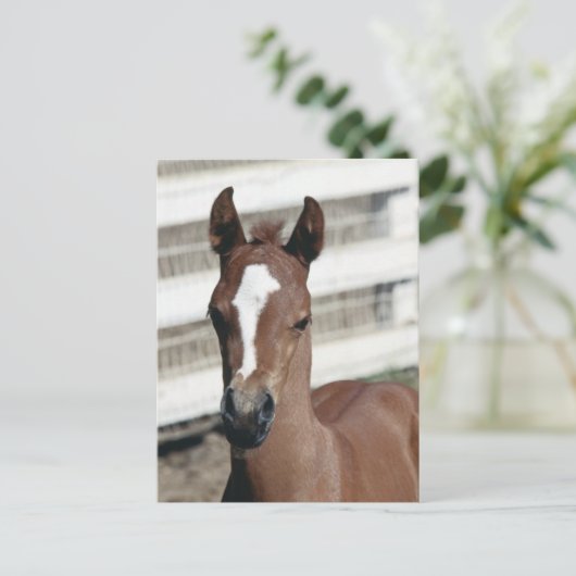 Foal with Stripe Postkarte (Stehend Vorderseite)