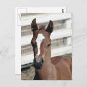 Foal with Stripe Postkarte (Vorne/Hinten)