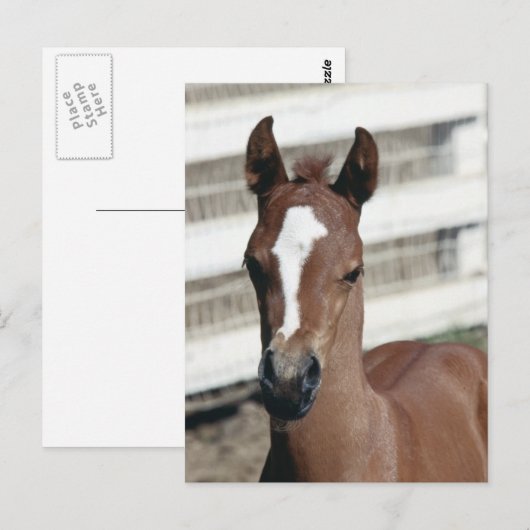 Foal with Stripe Postkarte (Vorne/Hinten)