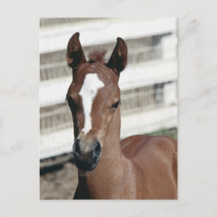 Foal with Stripe Postkarte