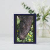 Foal's First Taste Postcard Postkarte (Stehend Vorderseite)