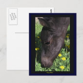 Foal's First Taste Postcard Postkarte (Vorne/Hinten)