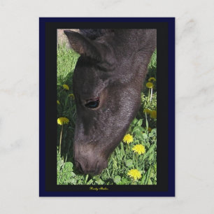 Foal's First Taste Postcard Postkarte