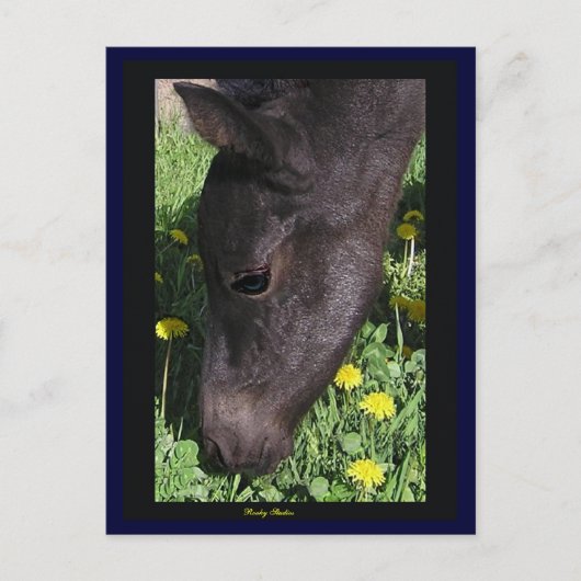 Foal's First Taste Postcard Postkarte (Vorderseite)
