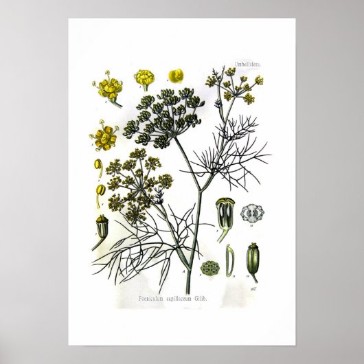 Foeniculum capillaceum(fennel) poster (Vorne)
