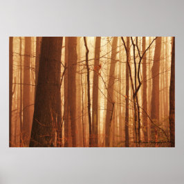 Fog in Forest Poster