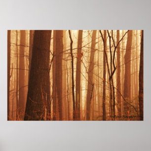 Fog in Forest Poster