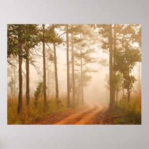 Fog in pine forestforest, beautiful, black, dark, poster