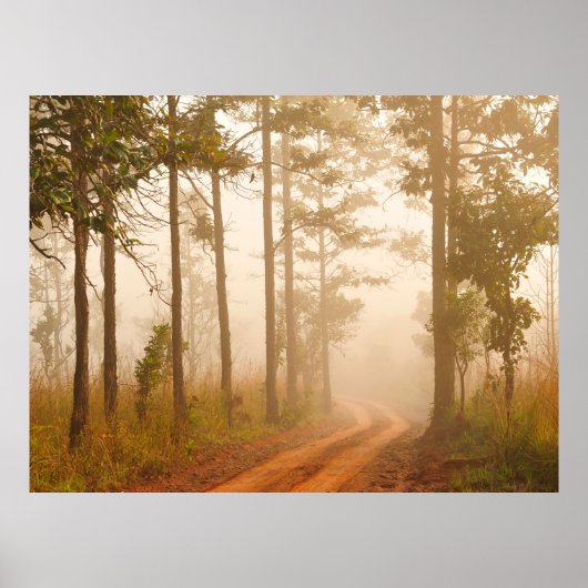 Fog in pine forestforest, beautiful, black, dark, poster (Vorne)